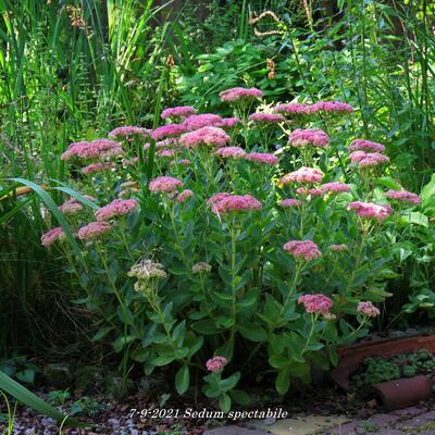 Sedum spectabile - 