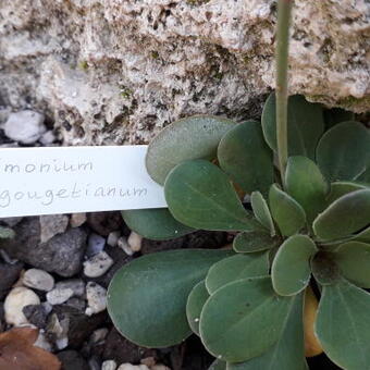 Limonium gougetianum