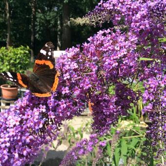 Buddleja davidii 'Dartmoor'