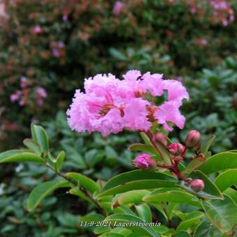 Lagerstroemia