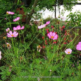 Cosmos bipinnatus 'Picotée'