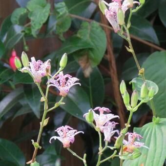 Tricyrtis formosana