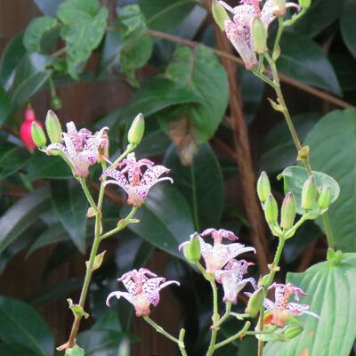 Tricyrtis formosana - 