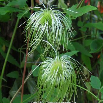 Clematis tangutica