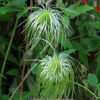 Clematis tangutica - Clematis tangutica