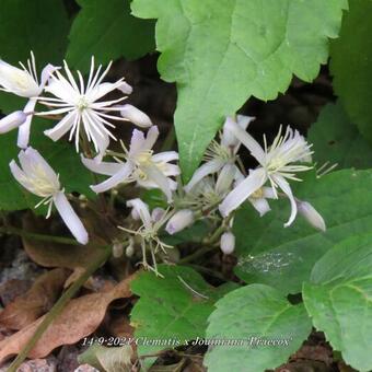 Clematis x  Jouiniana 'Praecox'