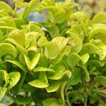 Leucothoe axillaris 'Curly Gold' - 