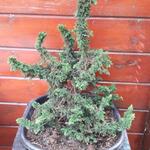 Thuja occidentalis 'Malonyana Holub' - 