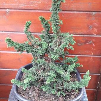 Thuja occidentalis 'Malonyana Holub'