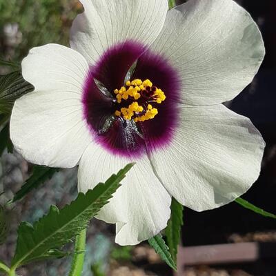 Hibiscus cannabinus - 