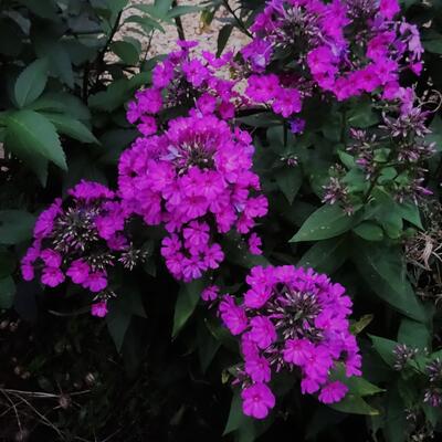 Phlox paniculata 'Purpurmantel' - 