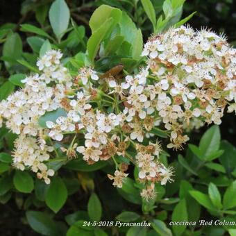 Pyracantha coccinea 'Red Column'