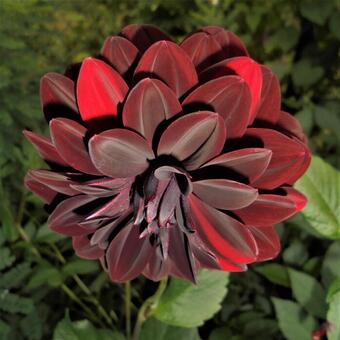 Dahlia 'Arabian Night'