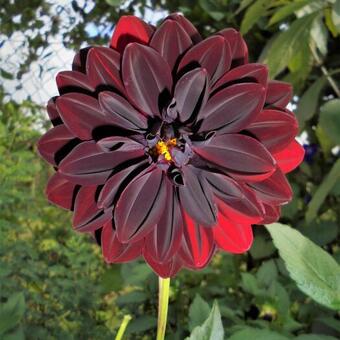 Dahlia 'Arabian Night'