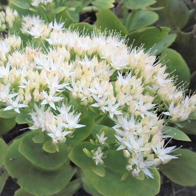 Sedum spectabile 'Iceberg'