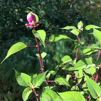 Salvia Involucrata 'Bethellii'