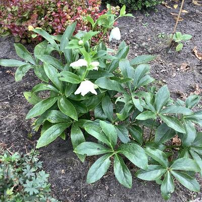 Schneerose - Helleborus niger