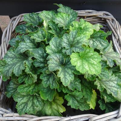 Heuchera CARNIVAL 'Cocomint' - 