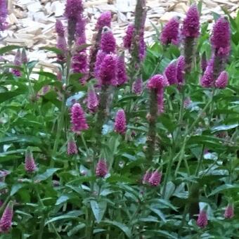 Veronica longifolia 'First Match'