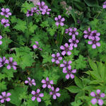 Geranium 'Sue Crug' - 