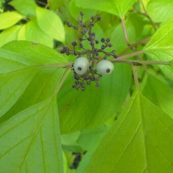 Cornus alba 'Aurea'