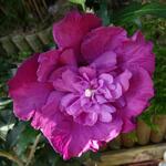 Hibiscus syriacus 'Magenta CHIFFON' - Hibiscus syriacus 'Magenta CHIFFON'