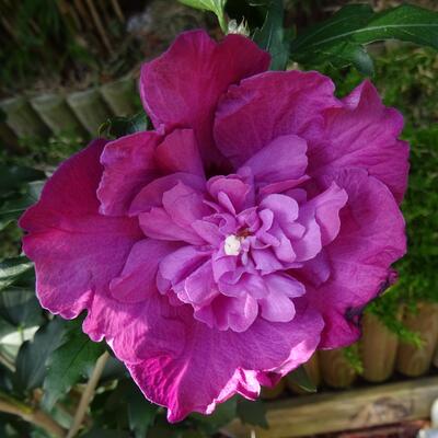 Hibiscus syriacus 'Magenta CHIFFON'