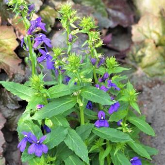 Lobelia x speciosa 'STARSHIP Blue'