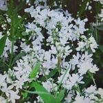 Deutzia x rosea 'Yuki Snowflake' - 