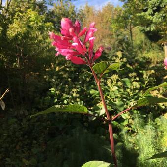 Salvia Involucrata 'Bethellii'