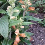 Digitalis x valinii 'Firecracker' - 