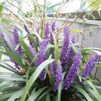 Liriope muscari 'Royal Purple'