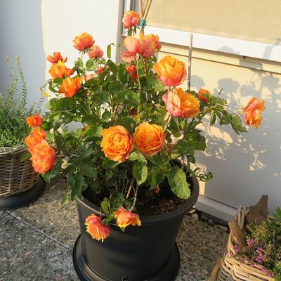 Rosa 'Estoril Beau Monde' - 