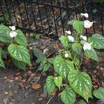 Begonia grandis 'Sparkle and Shine' - 