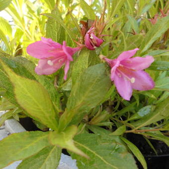 Weigela 'Picobella Rosa'