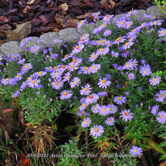 Aster Dumosus 'Prof. Anton Kippenberg'