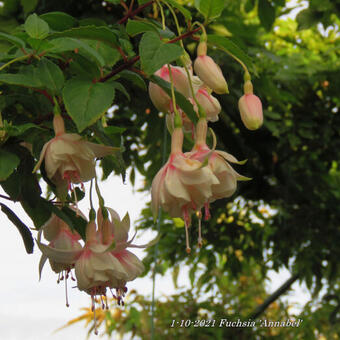 Fuchsia 'Annabel'