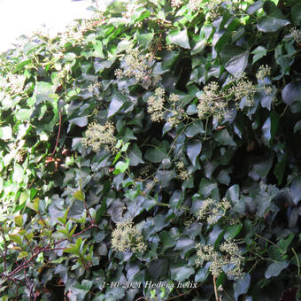 Hedera helix