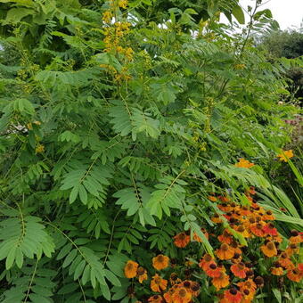 Senna hebecarpa