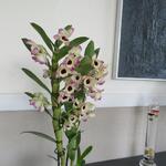 Dendrobium nobile - 