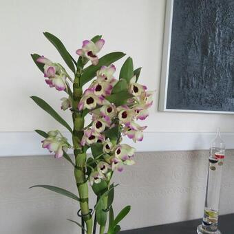 Dendrobium nobile