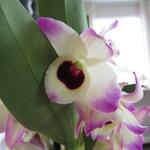 Dendrobium nobile - 