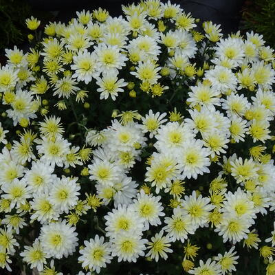 Chrysanthemum 'Bounty Blanc' - 