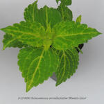 Plectranthus scutellarioides 'Electric Lime' - 