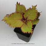 Plectranthus scutellarioides 'Henna' - 