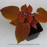 Plectranthus scutellarioides 'Inferno' - 