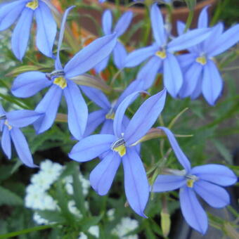 Isotoma axillaris 'Blue Star'