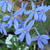 Isotoma axillaris 'Blue Star'