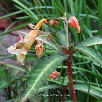 Impatiens omeiana