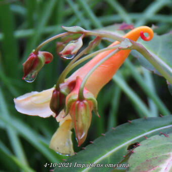 Impatiens omeiana